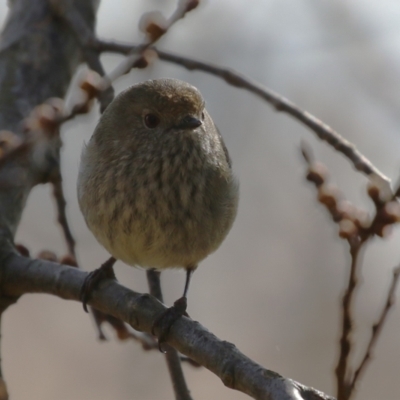 Acanthiza pusilla (Brown Thornbill) at Gordon, ACT - 12 Aug 2024 by RodDeb