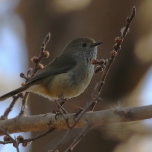 Acanthiza pusilla at Gordon, ACT - 12 Aug 2024