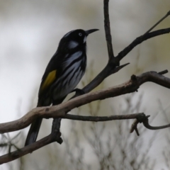 Phylidonyris novaehollandiae at Gordon, ACT - 12 Aug 2024 01:30 PM