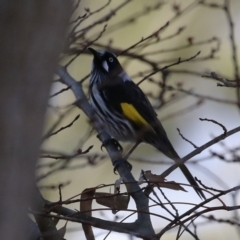 Phylidonyris novaehollandiae at Gordon, ACT - 12 Aug 2024 01:30 PM