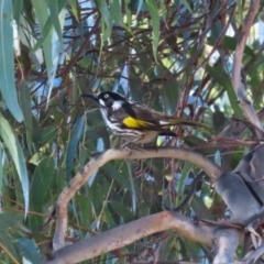 Phylidonyris novaehollandiae at Gordon, ACT - 12 Aug 2024 01:30 PM