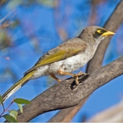 Manorina melanotis (Black-eared Miner) by MichaelBedingfield