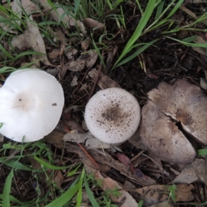 Agaricus sp. at Conder, ACT - 10 Jan 2024 04:56 PM