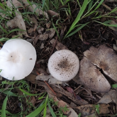 Agaricus sp. (Agaricus) at Conder, ACT - 10 Jan 2024 by MichaelBedingfield