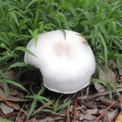 Agaricus sp. at Conder, ACT - 10 Jan 2024