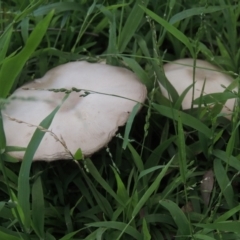 Agaricus sp. at Conder, ACT - 10 Jan 2024 04:56 PM