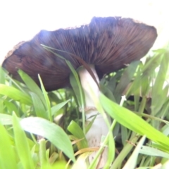 Agaricus sp. at Conder, ACT - 10 Jan 2024 04:56 PM