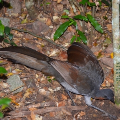 Menura novaehollandiae (Superb Lyrebird) at Jamberoo, NSW - 12 Aug 2024 by plants