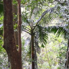 Archontophoenix cunninghamiana (Piccabeen, Bangalow Palm) at Jamberoo, NSW - 12 Aug 2024 by plants