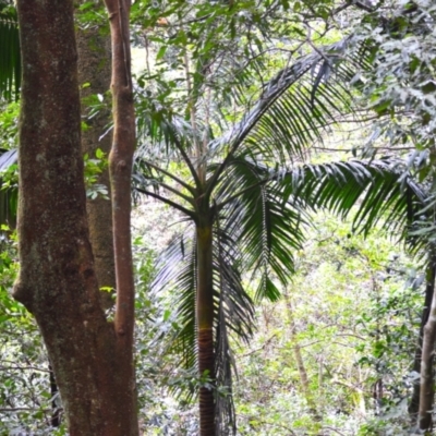 Archontophoenix cunninghamiana (Piccabeen, Bangalow Palm) at Jamberoo, NSW - 12 Aug 2024 by plants