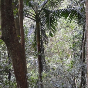 Archontophoenix cunninghamiana at Jamberoo, NSW - suppressed