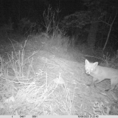 Vulpes vulpes (Red Fox) at Penrose, NSW - 10 Aug 2023 by Aussiegall