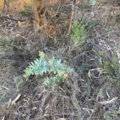 Acacia baileyana (Cootamundra Wattle, Golden Mimosa) at Watson, ACT - 11 Aug 2024 by waltraud