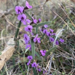 Hovea heterophylla (Common Hovea) at Watson, ACT - 11 Aug 2024 by waltraud