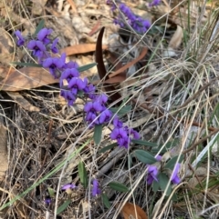 Hovea heterophylla (Common Hovea) at Watson, ACT - 12 Aug 2024 by waltraud