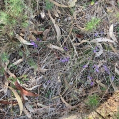 Hovea heterophylla at Watson, ACT - 12 Aug 2024