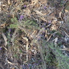 Hovea heterophylla at Watson, ACT - 12 Aug 2024