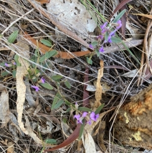 Hovea heterophylla at Watson, ACT - 12 Aug 2024 02:11 PM