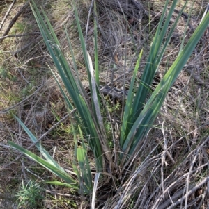 Dianella revoluta var. revoluta at Watson, ACT - 12 Aug 2024 02:25 PM