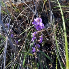 Hovea heterophylla (Common Hovea) at Aranda, ACT - 12 Aug 2024 by Jenny54