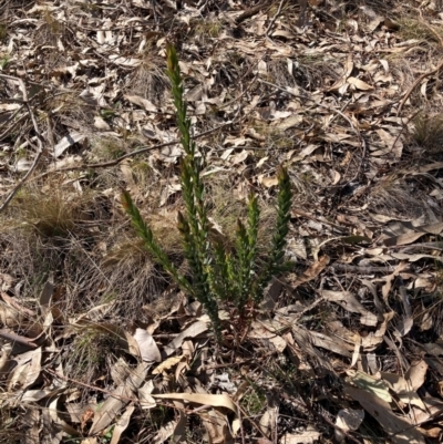 Styphelia triflora (Five-corners) at Watson, ACT - 12 Aug 2024 by waltraud