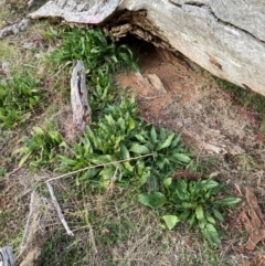 Echium plantagineum (Paterson's Curse) at Watson, ACT - 11 Aug 2024 by waltraud