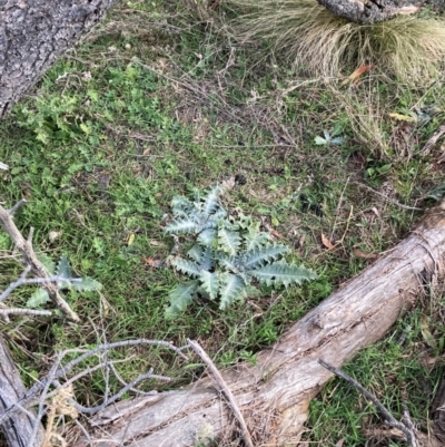 Onopordum acanthium (Scotch Thistle) at Watson, ACT - 11 Aug 2024 by waltraud