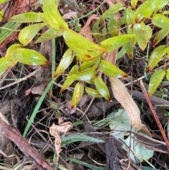 Asparagus asparagoides at Watson, ACT - 12 Aug 2024