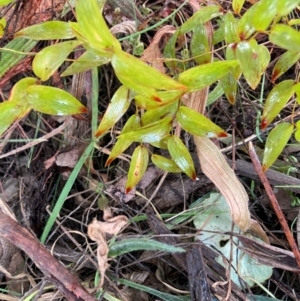 Asparagus asparagoides at Watson, ACT - 12 Aug 2024