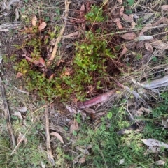 Asparagus asparagoides at Watson, ACT - 12 Aug 2024