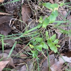 Asparagus asparagoides (Bridal Creeper, Florist's Smilax) at Watson, ACT - 12 Aug 2024 by waltraud