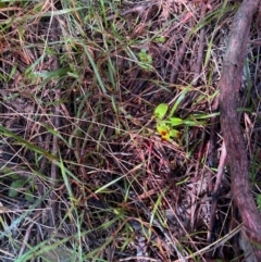 Asparagus asparagoides (Bridal Creeper, Florist's Smilax) at Watson, ACT - 12 Aug 2024 by waltraud