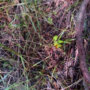 Asparagus asparagoides at Watson, ACT - 12 Aug 2024 01:43 PM