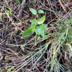 Asparagus asparagoides (Bridal Creeper, Florist's Smilax) at Watson, ACT - 12 Aug 2024 by waltraud