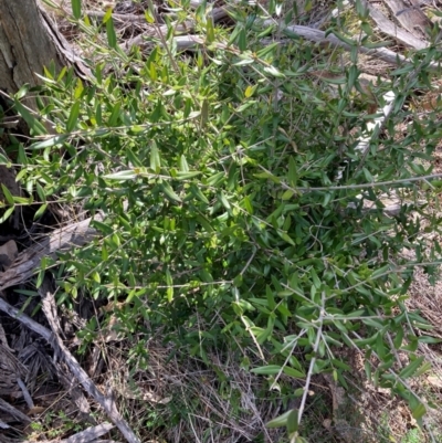 Olea europaea subsp. cuspidata (African Olive) at Watson, ACT - 12 Aug 2024 by waltraud