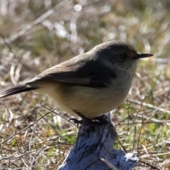 Acanthiza reguloides (Buff-rumped Thornbill) at Rendezvous Creek, ACT - 11 Aug 2024 by jb2602