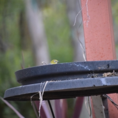 Zosterops lateralis (Silvereye) at Greenleigh, NSW - 11 Aug 2024 by LyndalT