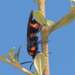 Pterygophorus cinctus at Conder, ACT - 10 Jan 2024 05:30 PM