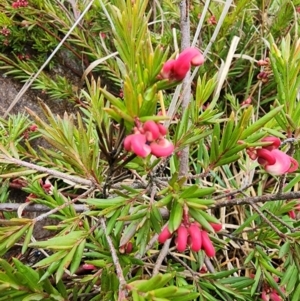 Grevillea sp. at Lyons, ACT - 13 Aug 2024