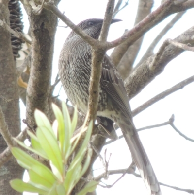 Anthochaera chrysoptera (Little Wattlebird) at Kioloa, NSW - 5 Jun 2014 by MichaelBedingfield