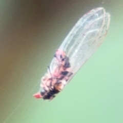 Psyllidae sp. (family) (Unidentified psyllid or lerp insect) at Russell, ACT - 12 Aug 2024 by Hejor1