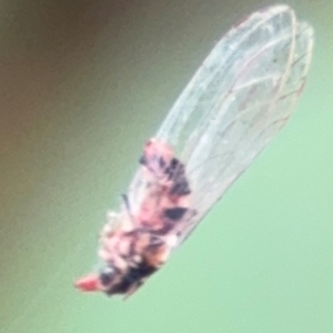 Psyllidae sp. (family) at Russell, ACT - 12 Aug 2024