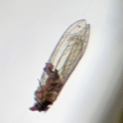 Psyllidae sp. (family) at Russell, ACT - 12 Aug 2024