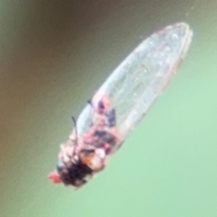 Psyllidae sp. (family) at Russell, ACT - 12 Aug 2024