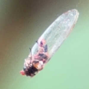 Psyllidae sp. (family) at Russell, ACT - 12 Aug 2024