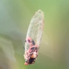 Psyllidae sp. (family) at Russell, ACT - 12 Aug 2024