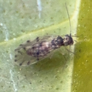 Psocodea 'Psocoptera' sp. (order) at Russell, ACT - 12 Aug 2024 01:16 PM