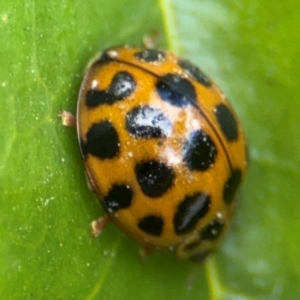 Harmonia conformis at Russell, ACT - 12 Aug 2024 01:18 PM