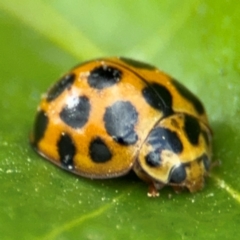 Harmonia conformis at Russell, ACT - 12 Aug 2024 01:18 PM