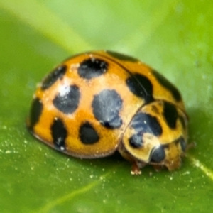 Harmonia conformis at Russell, ACT - 12 Aug 2024 01:18 PM